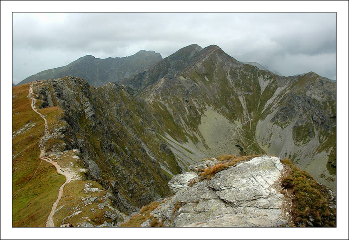 roháče X