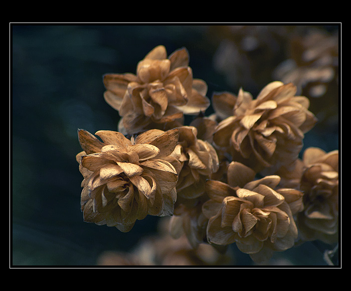 - Aurum -