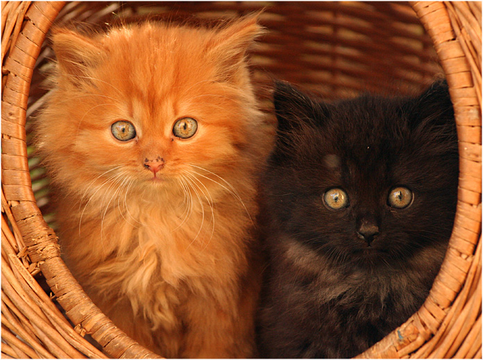 Black & Fox