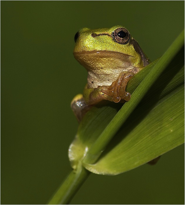 Mikrofrog