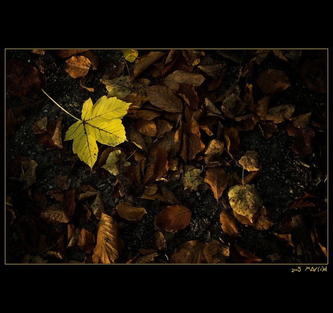 ..:: sÁm v listÍ ::..