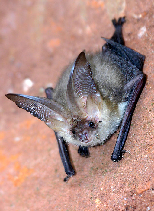 "batman"