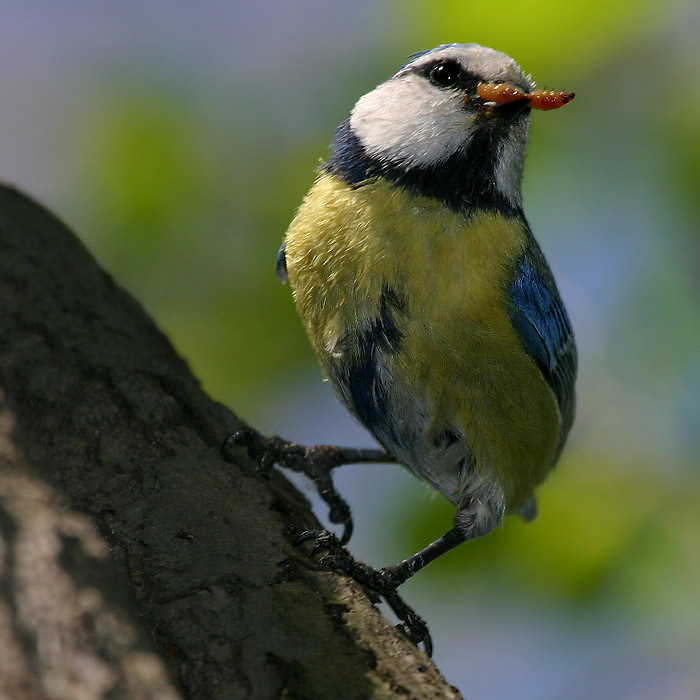 sýkorka s červíkem