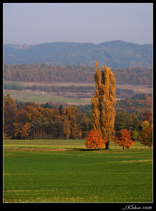 Podzimní strom I