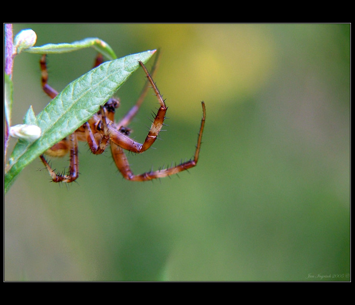 .:spider:.