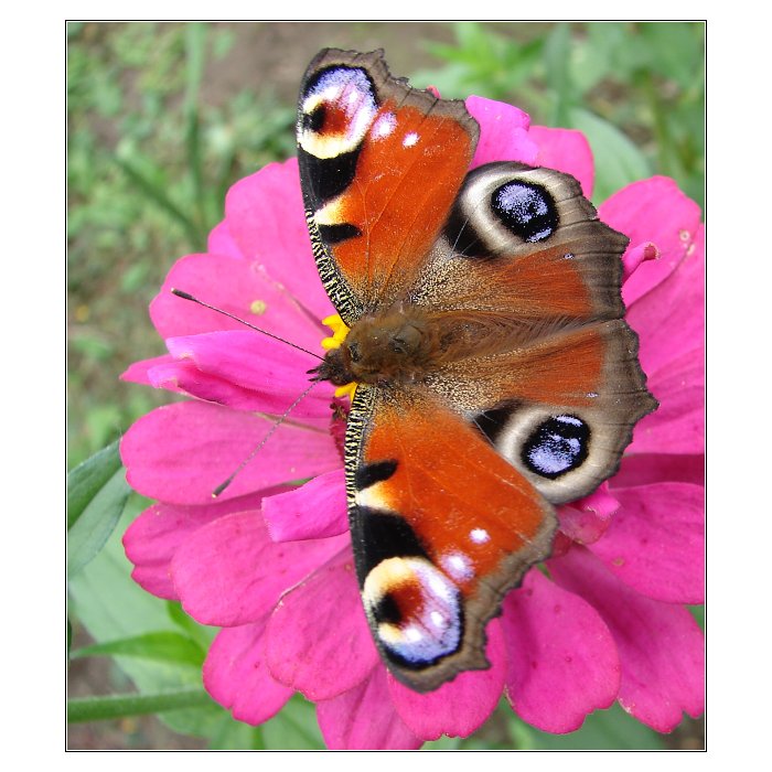 Motyl