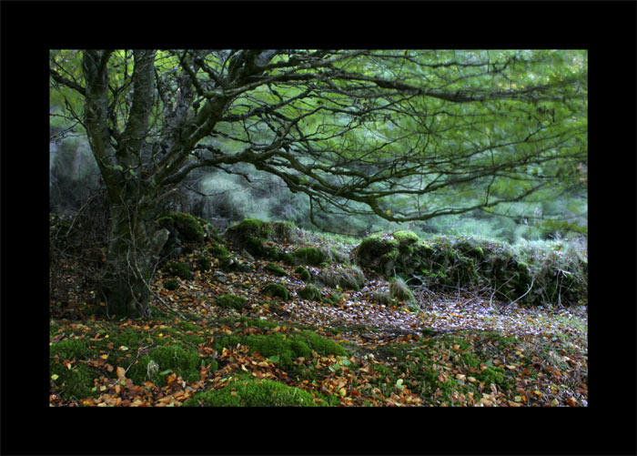 **Autum**