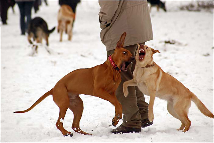 Na cvičáku je fajn