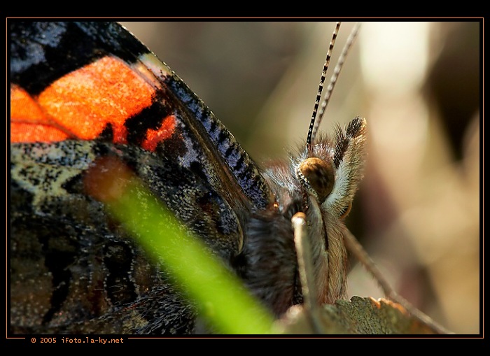fousatý admirál ...