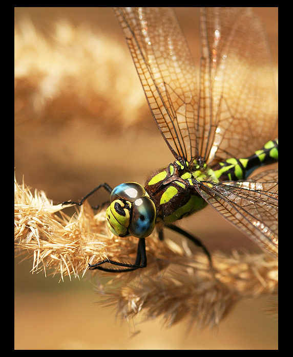 <b> Šídlo modré </b> - Aeshna cyanea<br>