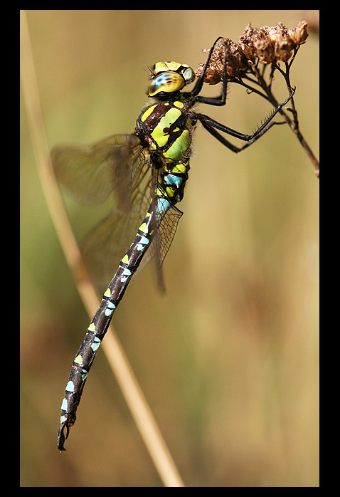 Aeshna cyanea