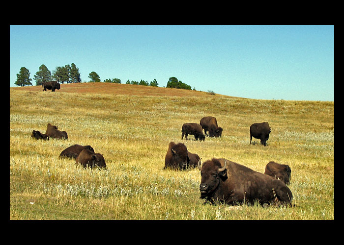Buffalos 1