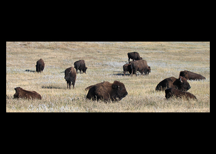 Buffalos 2