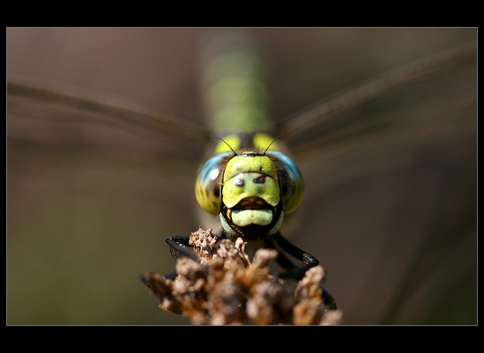šídlo modré (Aeshna cyanea)