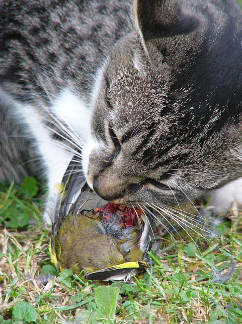 Snídaně v trávě;)