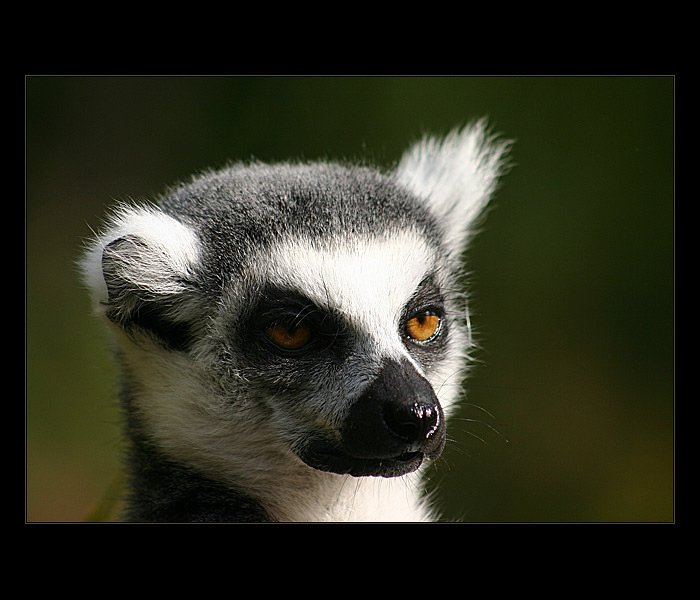 = Pražská zoo - Lemur =