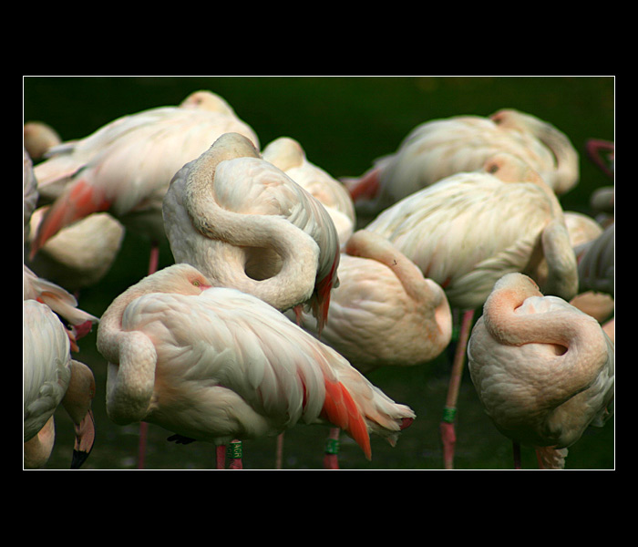 = Pražská zoo II. - Plameňák růžový =