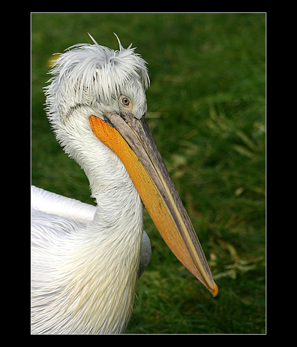 = Pražská zoo III. - Pelikán kadeřavý =