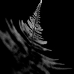 Dryopteris filix-mas