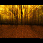 očima lesního ducha