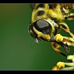 Nikon má moire, no... :-)