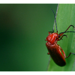 z našej záhrady / [6]