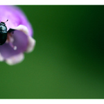    z našej záhrady / [7]