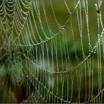 Perlový náhrdelník