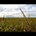 <font color=2f6f8f><b>*****Corn*****</a></span><br>