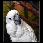 Cože? Chřipka? Ne!