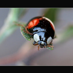 Beruska pro Michala...