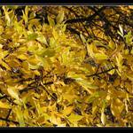 Taková pěkná žlutá