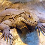 Taková větší ještěrka..