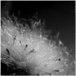 Ve zlomených paprscích slunce