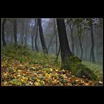 <b>Prechádzka jeseňou