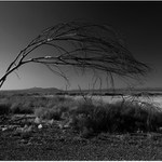 Desert night..