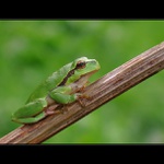 snad se udržím ...