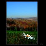 <i>..::</i>&nbsp;Podzimní kopretina&nbsp<i>::..</i><br>