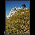 Pálavský samotář I