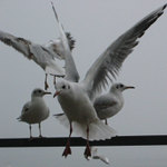 Racek, Racek, Racek...