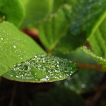 Když tráva pláče...