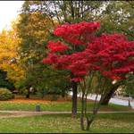 Barvy podzimu v parku