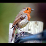 Červenka obecná (Erithacus rubecula)