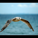 Racek stredomorsky - Larus michahellis