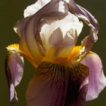 Iris 1