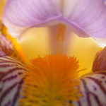 Iris 2