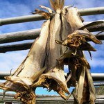 Vyschlé jako tresky