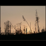 ...tatranske torza...