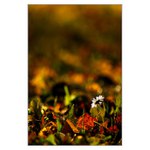 ** podzimní radosti **