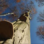 Přírodní stupačky